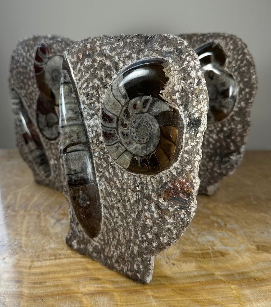 Ammonite Fossils in Matrix Sculpture