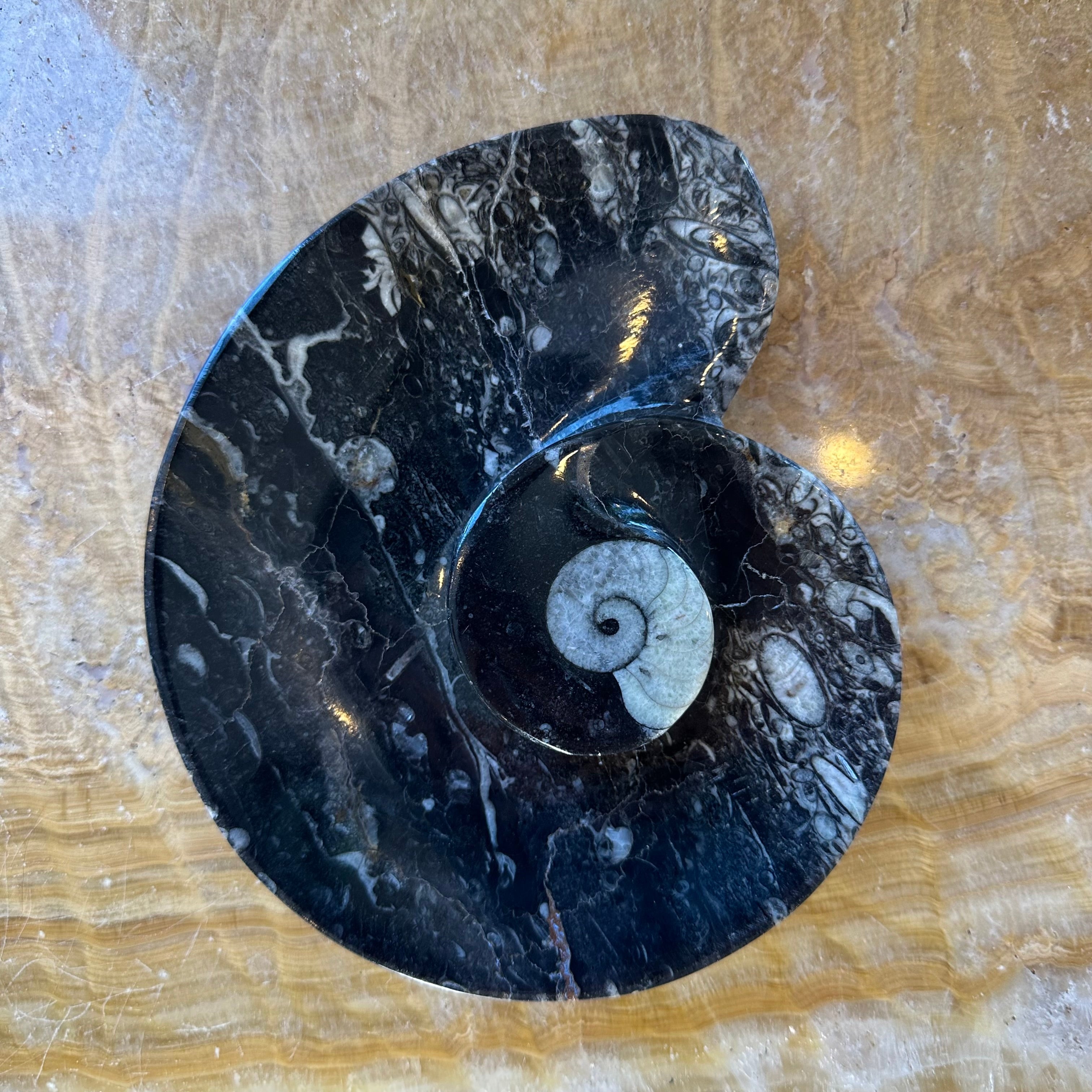Ammonite & Orthoceras Fossils in Black Limestone Plate