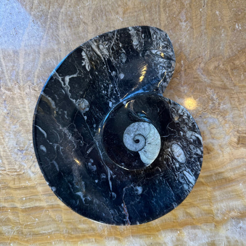 Ammonite & Orthoceras Fossils in Black Limestone Plate