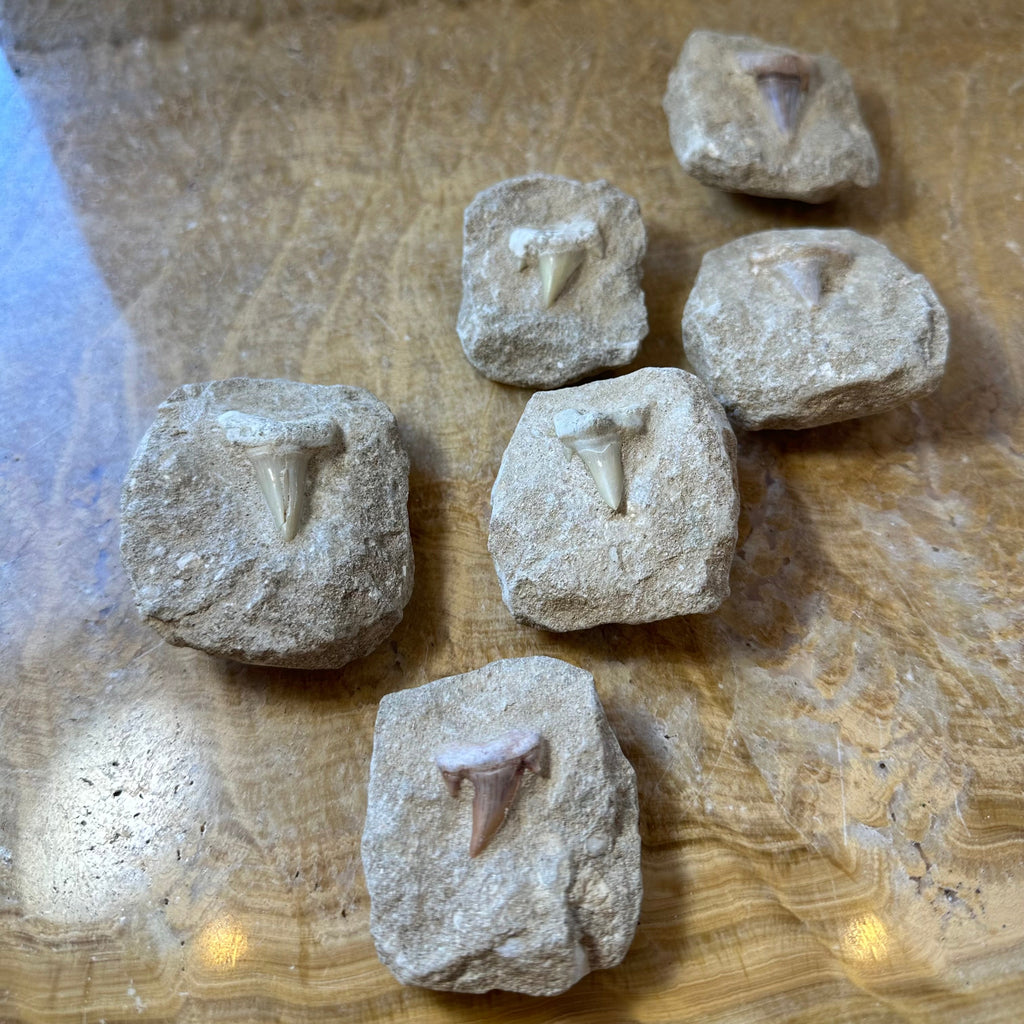 Otodus Obliquus Shark Tooth Fossil on Matrix