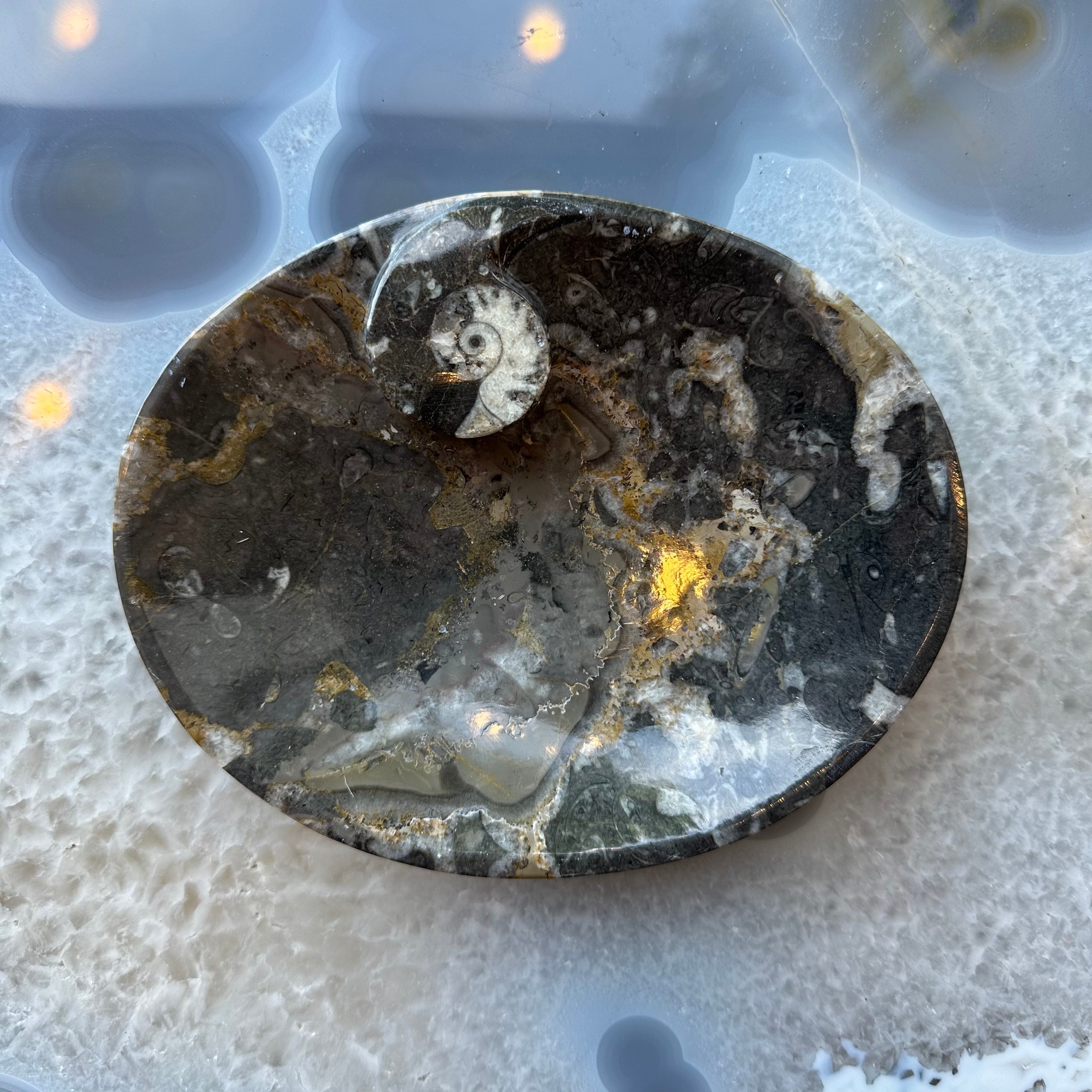 Ammonite & Orthoceras Fossils in Black Limestone Plate
