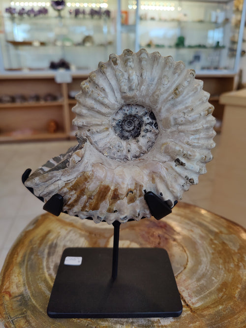 Ammonite Fossils with Display Stand, Early Cretaceous, Madagascar
